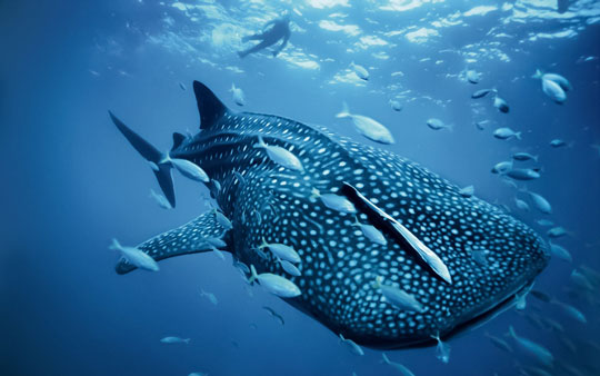 diving with whale sharks dive the world creature features