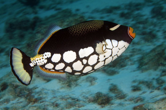 diving with clown triggerfish