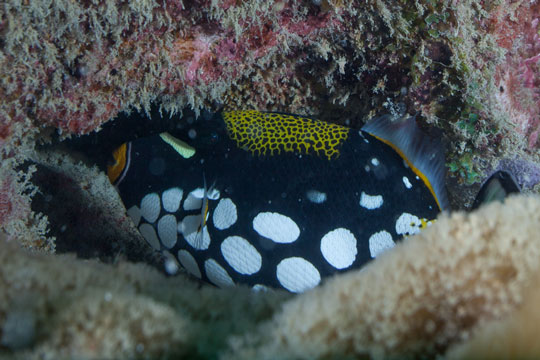 diving with clown triggerfish