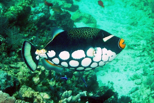 diving with clown triggerfish