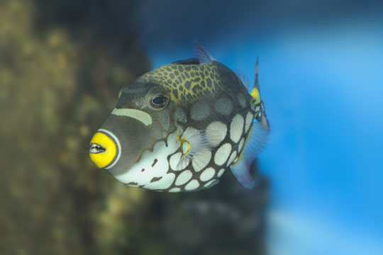 diving with clown triggerfish