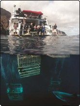 Käfigtauchen mit Weißen Haien an Guadalupe, Mexico - Foto Leihgabe von Richard Salas Käfigtauchen mit Weißen Haien an Guadalupe, Mexico - Foto Leihgabe von Richard Salas