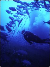 A new world of diving awaits A new world of diving awaits