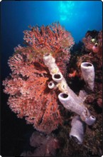 Scuba diving in Bali, Indonesia - tube sponges and sea fans Scuba diving in Bali, Indonesia - tube sponges and sea fans
