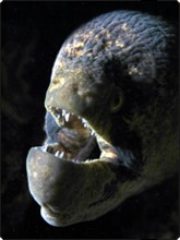 Black cheeked moray eel in the Maldives - photo courtesy of ScubaZoo Black cheeked moray eel in the Maldives - photo courtesy of ScubaZoo
