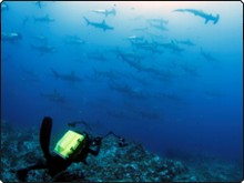 Diving in Cocos, Costa Rica, with hammerhead sharks Diving in Cocos, Costa Rica, with hammerhead sharks
