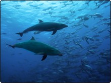 Dolphin hunting behaviour at Cocos Island - photo courtesy of Shmulik Bloom, Undersea Hunter Dolphin hunting behaviour at Cocos Island - photo courtesy of Shmulik Bloom, Undersea Hunter