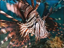 Rotfeuerfisch finden Sie, wenn Sie an der Samui Insel tauchen gehen Rotfeuerfisch finden Sie, wenn Sie an der Samui Insel tauchen gehen