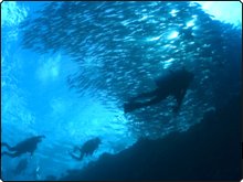 Diving in Bunaken with a large school of jacks - photo courtesy of Scubazoo Diving in Bunaken with a large school of jacks - photo courtesy of Scubazoo