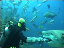 Hand feeding the bull sharks - photo coutesy of Beqa Adventures Hand feeding the bull sharks - photo coutesy of Beqa Adventures