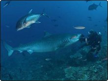 Scarface, the tiger shark - photo coutesy of Beqa Adventures Scarface, the tiger shark - photo coutesy of Beqa Adventures