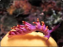 Flabellina nudibranch, found in Fiji Flabellina nudibranch, found in Fiji