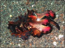 Flamboyant cuttlefish in Lembeh Strait, Manado, Sulawesi, Indonesia - photo courtesy of Sheldon Hey Flamboyant cuttlefish in Lembeh Strait, Manado, Sulawesi, Indonesia - photo courtesy of Sheldon Hey