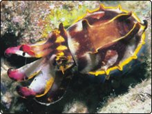 A very rare flamboyant cuttlefish - found in Indonesia and Malaysia - photo coutesy of www.silent-symphony.com A very rare flamboyant cuttlefish - found in Indonesia and Malaysia - photo coutesy of www.silent-symphony.com