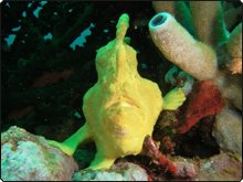 Giant yellow frogfish - photo courtesy of Sheldon Hey Giant yellow frogfish - photo courtesy of Sheldon Hey