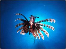Indian lionfish can be found in Khao Lak, Thailand - photo courtesy of Mike Greenfelder Indian lionfish can be found in Khao Lak, Thailand - photo courtesy of Mike Greenfelder