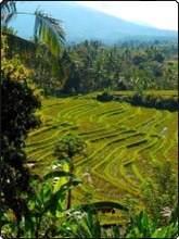 Bali's rice paddy terraces - photo courtesy of JC Pratt, Abyss Diving Bali's rice paddy terraces - photo courtesy of JC Pratt, Abyss Diving