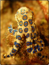 Blue-ringed octopus - cute and venomous - photo courtesy of friends of Pindito Blue-ringed octopus - cute and venomous - photo courtesy of friends of Pindito