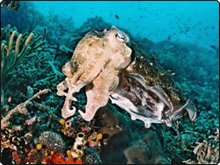 Cuttlefish in Komodo - photo coutesy of the Komodo Dancer Cuttlefish in Komodo - photo coutesy of the Komodo Dancer