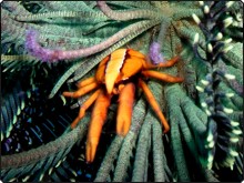 Arrow crabs can be found at Lankayan, Malaysia Arrow crabs can be found at Lankayan, Malaysia