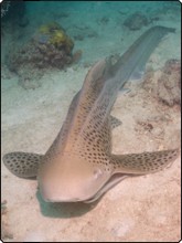 A leopard shark at Lankayan Island, Malaysia A leopard shark at Lankayan Island, Malaysia