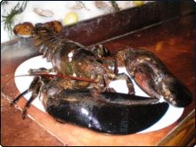 George the Lobster before he was rescued by PETA George the Lobster before he was rescued by PETA