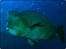 Bumphead parrotfish - photo courtesy of Klaus E. Fiedler Bumphead parrotfish - photo courtesy of Klaus E. Fiedler