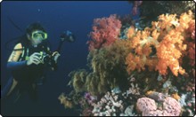 Diving at Bangka Island, Manado - photo courtesy of Cary Yanny Diving at Bangka Island, Manado - photo courtesy of Cary Yanny