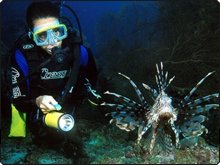 Night diving with lionfish in the Similans - photo courtesy of Marcel Widmer www.Seasidepix.com Night diving with lionfish in the Similans - photo courtesy of Marcel Widmer www.Seasidepix.com