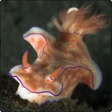 Ceratosoma nudibranch in Indonesia - photo courtesy of Richard Buxo Ceratosoma nudibranch in Indonesia - photo courtesy of Richard Buxo