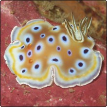 Chromodoris Kuniei Nudibranch at Similan Islands Chromodoris Kuniei Nudibranch at Similan Islands