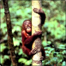 A baby orang-utan, Borneo A baby orang-utan, Borneo