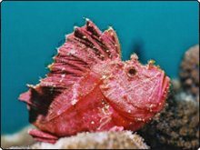 Rote Schaukelfische, Fiji-Inseln Rote Schaukelfische, Fiji-Inseln