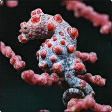 Pygmy seahorse - photo courtesy of Komodo Dancer Pygmy seahorse - photo courtesy of Komodo Dancer