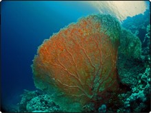 Diving in Egypt with huge gorgonian fans - photo courtesy of Matthias Schmidt Diving in Egypt with huge gorgonian fans - photo courtesy of Matthias Schmidt