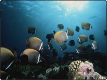 Red-tail Butterfly Fish - Dive The World Red-tail Butterfly Fish - Dive The World
