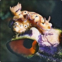 Nudibranch on sea squirt in Indonesia - photo courtesy of Komodo Dancer Nudibranch on sea squirt in Indonesia - photo courtesy of Komodo Dancer
