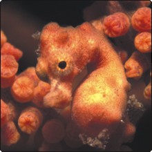 Hippocampus Denise - the plucked chicken pygmy seahorse Hippocampus Denise - the plucked chicken pygmy seahorse