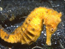 Seahorse - photo courtesy of Edge of the Reef Seahorse - photo courtesy of Edge of the Reef