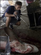 Roger filming the mutilated carcass of a thresher shark - just one of the millions of tragic victims every year of the Asian shark fin trade Roger filming the mutilated carcass of a thresher shark - just one of the millions of tragic victims every year of the Asian shark fin trade
