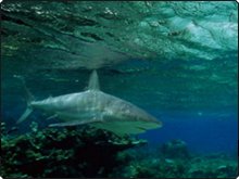 Sharks are a common sight at the Galapagos and Maldives, as well as some of the dive sites in Thailand and Myanmar Sharks are a common sight at the Galapagos and Maldives, as well as some of the dive sites in Thailand and Myanmar