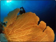 Large gorgonian fans are common at Sharkfin Reef in the Similans - photo courtesy of Marcel Widmer - www.Seasidepix.com Large gorgonian fans are common at Sharkfin Reef in the Similans - photo courtesy of Marcel Widmer - www.Seasidepix.com