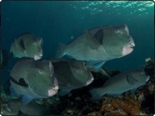 Dive with Bumphead parrotfish in Sipadan Island, Malaysia - photo courtesy of ScubaZoo Dive with Bumphead parrotfish in Sipadan Island, Malaysia - photo courtesy of ScubaZoo