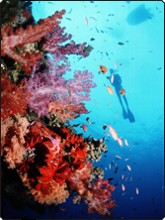 Röhrenschwämme und Rote Gorgonie an der Mataking Insel, Sabah, Borneo Röhrenschwämme und Rote Gorgonie an der Mataking Insel, Sabah, Borneo