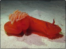 Spanish dancer, one of the larger nudibranch species, in the Red Sea - photo courtesy of Matthias Schmidt Spanish dancer, one of the larger nudibranch species, in the Red Sea - photo courtesy of Matthias Schmidt