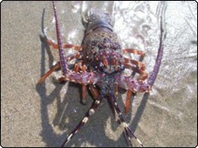 A free-ranging spiny lobster - photo courtesy of Sheldon Hey A free-ranging spiny lobster - photo courtesy of Sheldon Hey