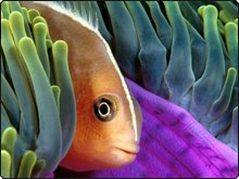 Du wirst immer den Anemonenfisch sehen beim Tauchen in Thailand - Foto Leihgabe von Marcel Widmer, www.Seasidepix.com Du wirst immer den Anemonenfisch sehen beim Tauchen in Thailand - Foto Leihgabe von Marcel Widmer, www.Seasidepix.com
