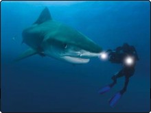 Filming tiger sharks at Aliwal Shoal, Umkomaas, South Africa - photo courtesy of ScubaZoo Filming tiger sharks at Aliwal Shoal, Umkomaas, South Africa - photo courtesy of ScubaZoo