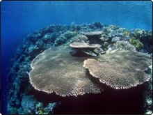 An all-too-common sight - nice reef, shame about the fish An all-too-common sight - nice reef, shame about the fish