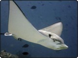 Ein Adlerrochen von Ariane Lamy auf der Sachika Malediven Tauchsafari Ein Adlerrochen von Ariane Lamy auf der Sachika Malediven Tauchsafari